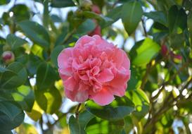 Flower Of Camellia