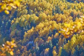 Autumn Season Landscape