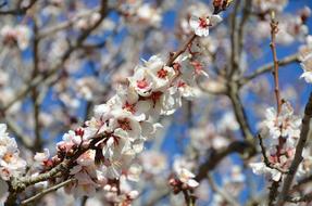 Bloom Flower Blossom