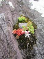 Plant Houseleek Succulent