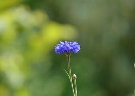 Cornflower Pointed Flower Blossom