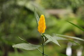 Flower Nature Beautiful