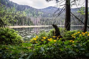 Arber Lake Bavaria Tourism