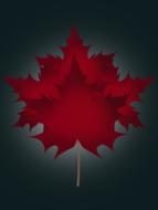 red leaf autumn leaves nature
