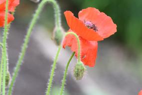 Poppy Flower Red