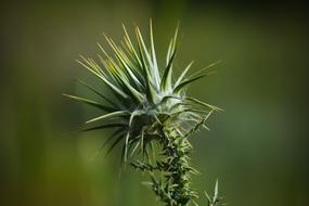 Thistle Thorns Nature