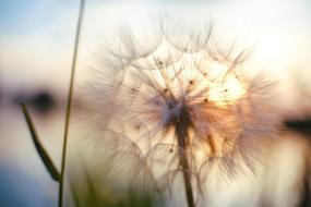 Dandelion Flower Nature
