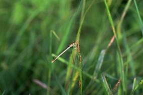 Insects Meadow Country