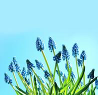 Plant Nature Garden