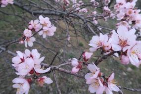 Flower Almond Tree