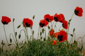lots of red poppies in the grass