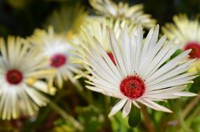 Plant Flower Floral