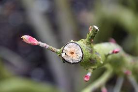 a broken tree branch