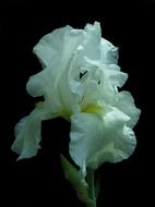Iris High Beard Blossom