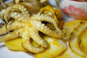 fried delicious octopus