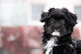 White and black dog