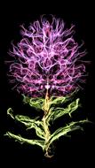 Desktop Flower Nature
