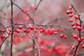 Nature Winter Season