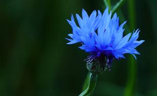 Landscape Nature Cornflower