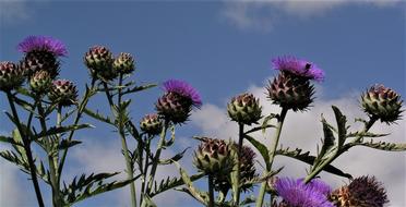 Flower Flora Summer