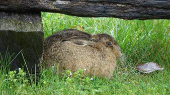 Lawn Nature Hare
