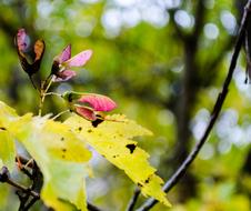Maple Flying Machine Wings Block