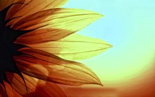 Sunflower Flower Yellow