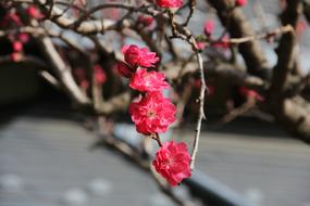Branch Tree Nature