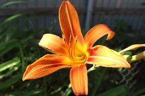 Flowers Plant Summer