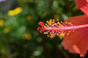 Flower Nature Plant