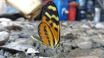 Nature Open Air Insect