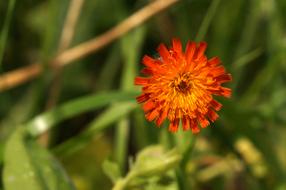 Hieracium Aurantiacum Orange Red