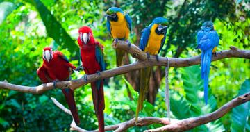 Birds Nature Colorful