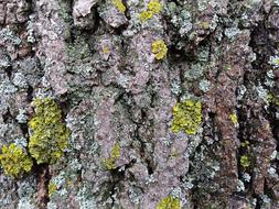 Lichen Tree Nature