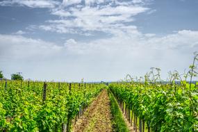 Vineyard Grapevine Vine