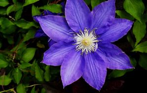 Flower Clematis Blooming