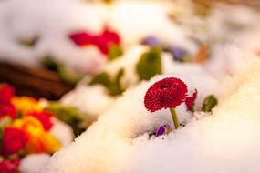 red flower in the snow