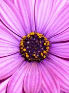 Daisy Purple Magenta