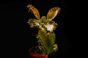 a plant with thorns in a pot
