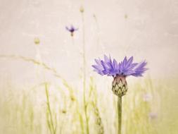 wild purple flower in the grass