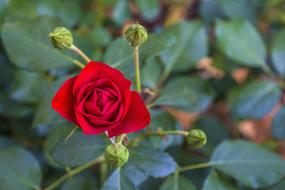 Flower Rosa Leaf