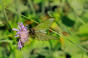 Nature Blossom Bloom