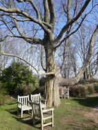 Tree Wood Bench