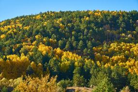 Autumn Forest Yellow