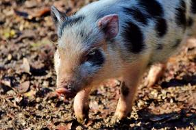 Pot Bellied Pig Piglet Young