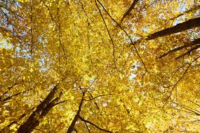 Yellow Autumn Leaves