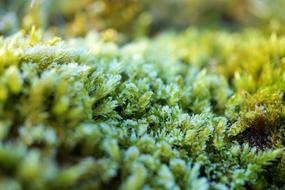 Moss Green Nature