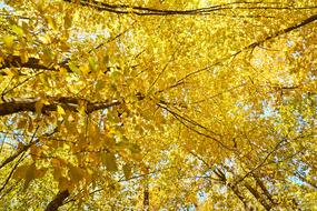 Yellow Autumn Leaves