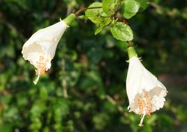 the plant is a white tree