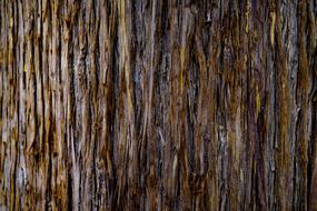 Tree Trunk Bark